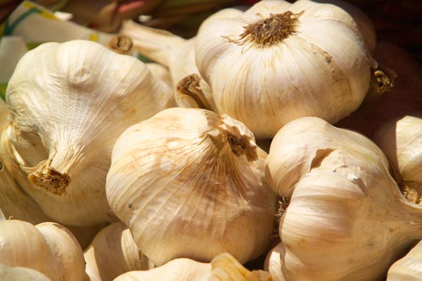 Garlic Giveaway! And Great Garlic Cookoff Announcement!