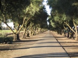 Olive trees, UC Davis